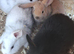 Baby rabbits and 1 older male