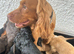 Stunning litter cocker spaniel puppies for sale