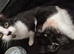 3 kittens to rehome ready 4th august
