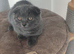 Scottish fold blue