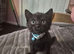 2 kittens available next week