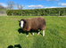 Zwartble Ram 2 year old