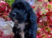 F1 small mini cockapoos various colours 30 dna health tested clear