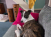4 year old lurcher