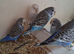 Baby Budgies