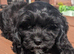 Quality DNA Clear Cavapoo puppies from Licensed Breeder