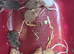 Baby mice available