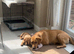 Lab puppy