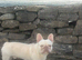 Boris french bulldog