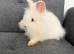 Stunning white Lionhead x Angora girl 9weeks