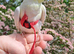 Cockatiel tame friendly