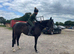 15.3 gelding 6yrs TB project
