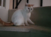 British short hair cross. Now rehomed!