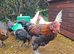 Copper Maran Cockerel for sale