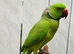 Male green Ringneck Talking Parrot
