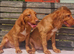 Cocker spaniel pups 2 males available