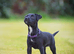 5 star licensed registered breeder, Jack Russell, parsons Russell, patterdale