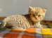 Golden Spotted Tabby British Shorthair Female