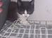2  kittens,  male and female