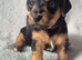 Jackapoo Puppies