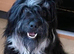 Portuguese sheepdog cross puppies