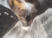 Rosie need's a forever home