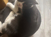 Munchkin cat