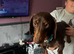Dachshund n