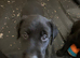 Kc registered black Labradors