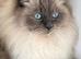 Blue point ragdoll female