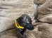 One Whippet puppy left!
