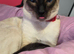 Male siamese