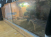 Leopard gecko