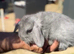 Minilion lop bunnies