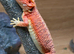 Hypo red