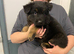 German shepherd puppies
