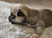 1 baby chiuaua