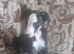 2 boys available whippet pups