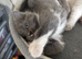 Ragdoll male kitten 10/07/26