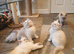 Beautiful GCCF Registered Ragdoll Kittens.