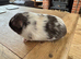 Pet chocolate Dalmatian boy