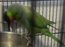 Green and Blue ring neck parrot for sale
