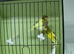Pair On Canaries &pound;40 The Pair