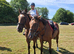 Tb 4year old gelding ror novice ride