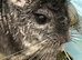 8 month old Chinchilla