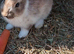 Baby rabbits READY NOW!!!