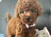 3 Gorgeous Toy Maltipoo Puppies For Sale