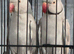 Beautiful pale/grey bonded indian ringneck mutation pair