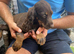Cocker spaniel puppies