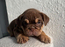 Stunning English Bulldog Puppies